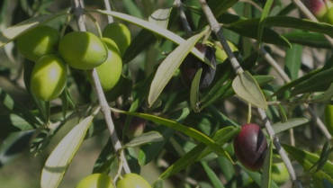 The origins of Carolea’s olive