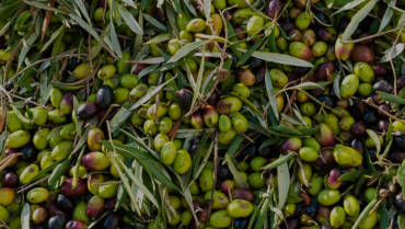 The origins of Coratina’s olive